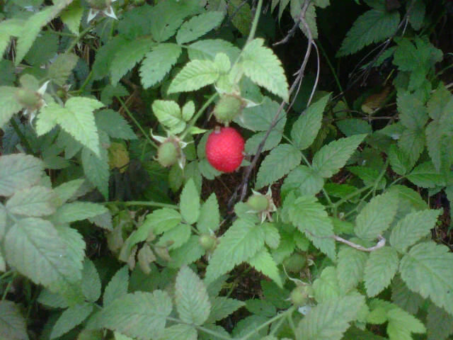 Fruto vermelho da capinuríba ainda no pé